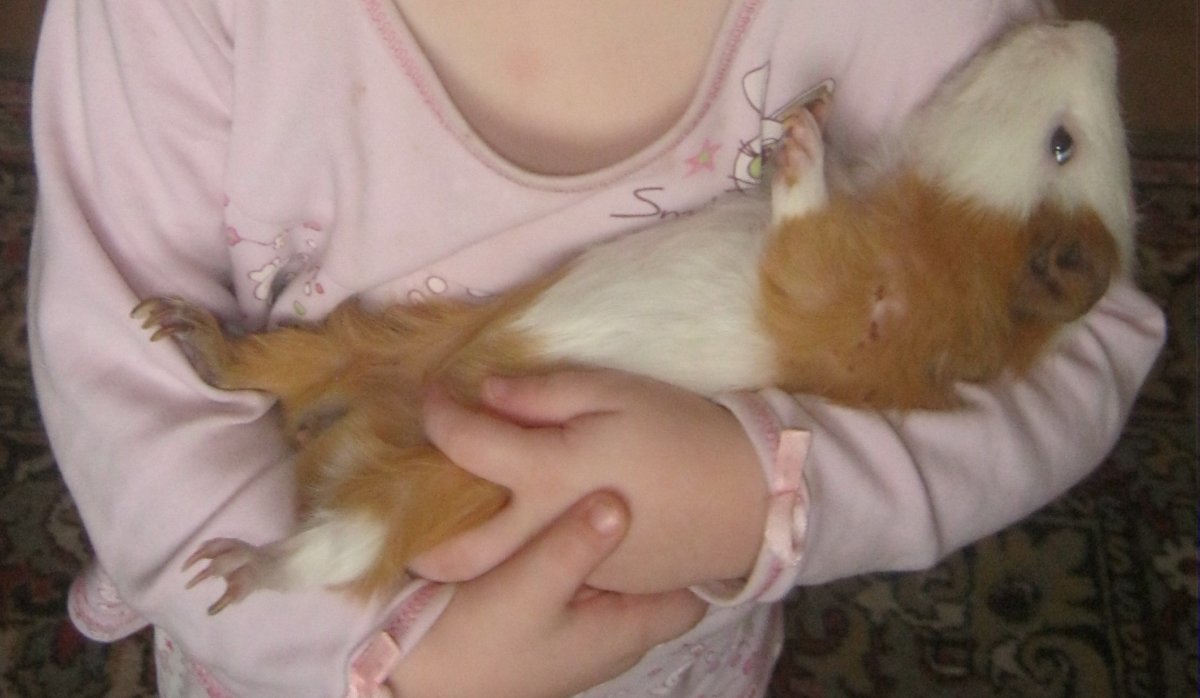 Трихофития у морской свинки