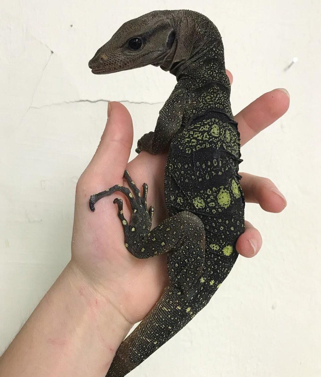 Ящерица Варан