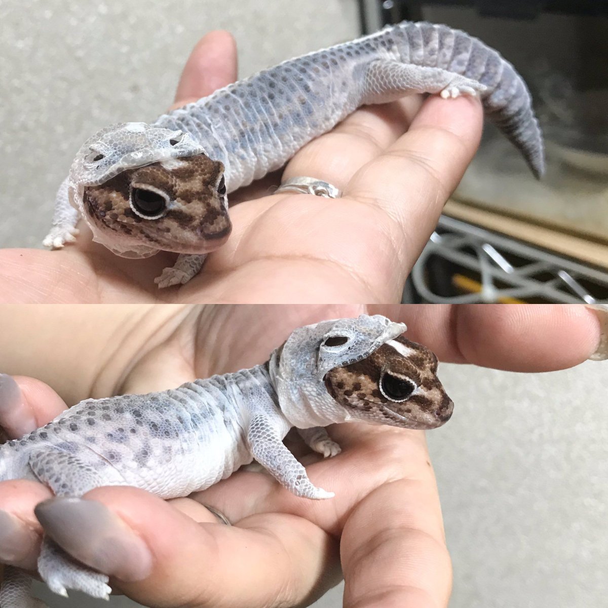 Линька ящериц