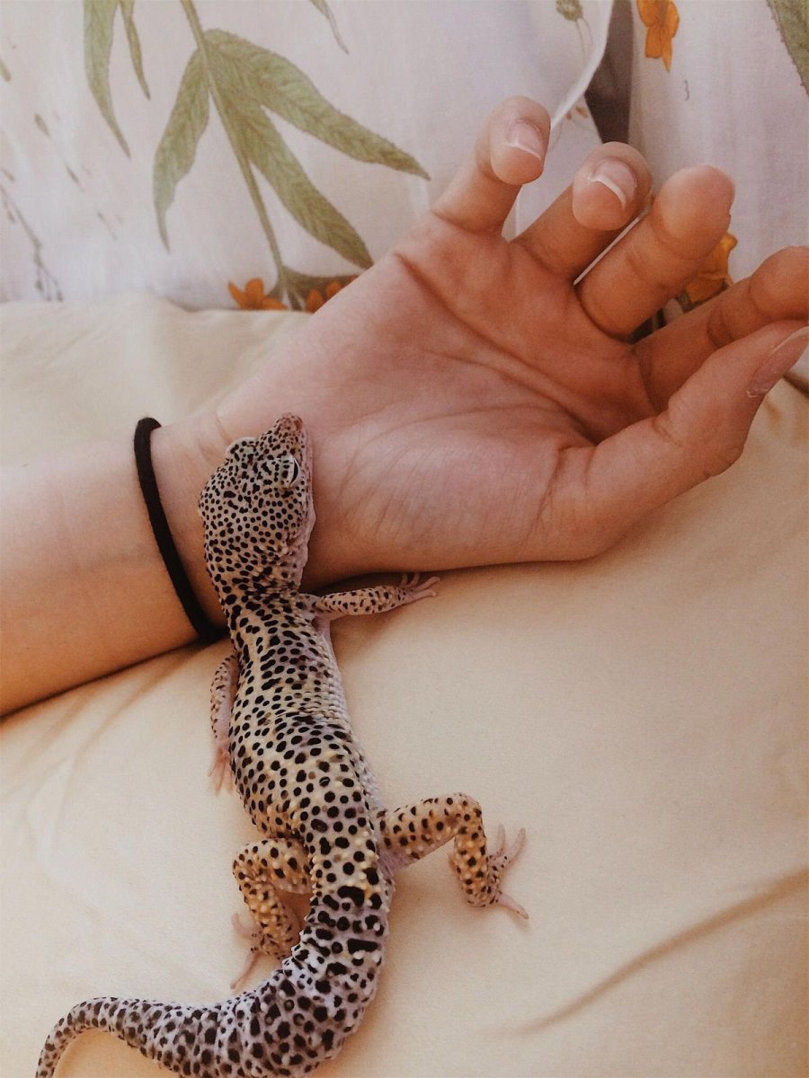 Леопардовый эублефар