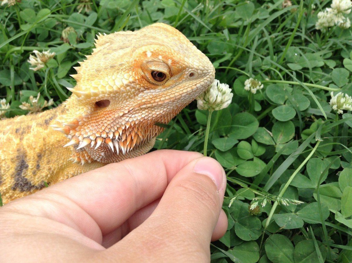 Ящерица с ушами