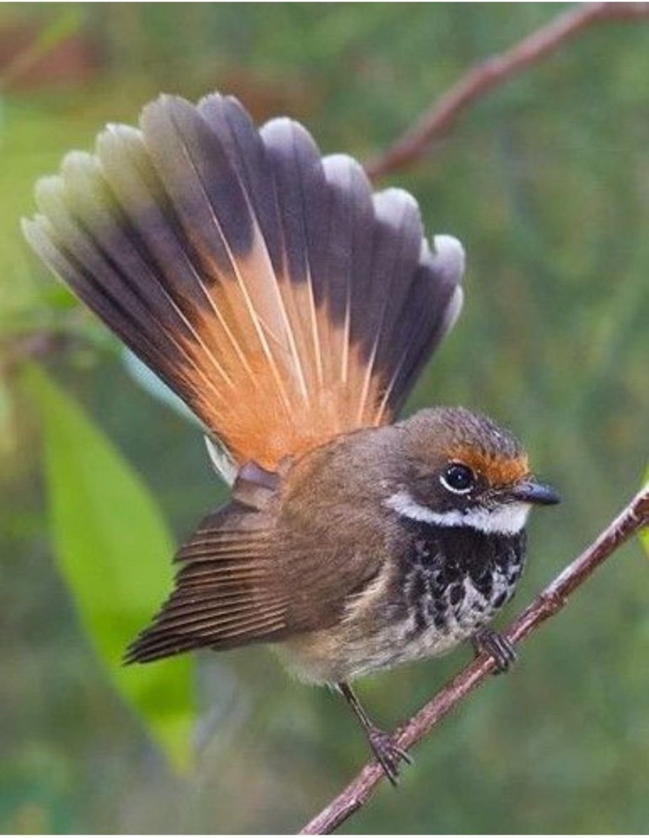 Полоз птица