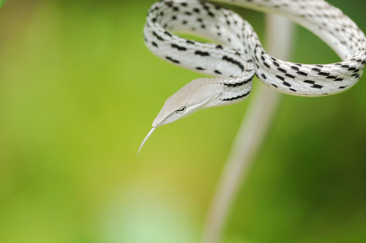 Хитрый змей