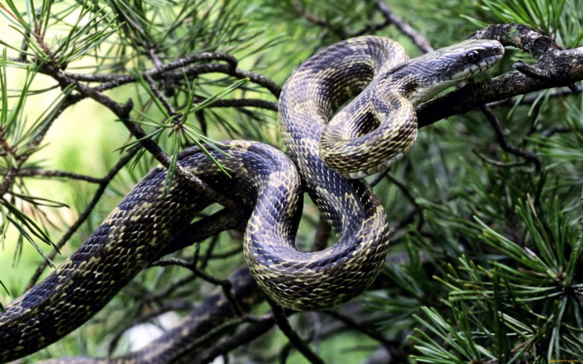 Пресмыкающее полоз