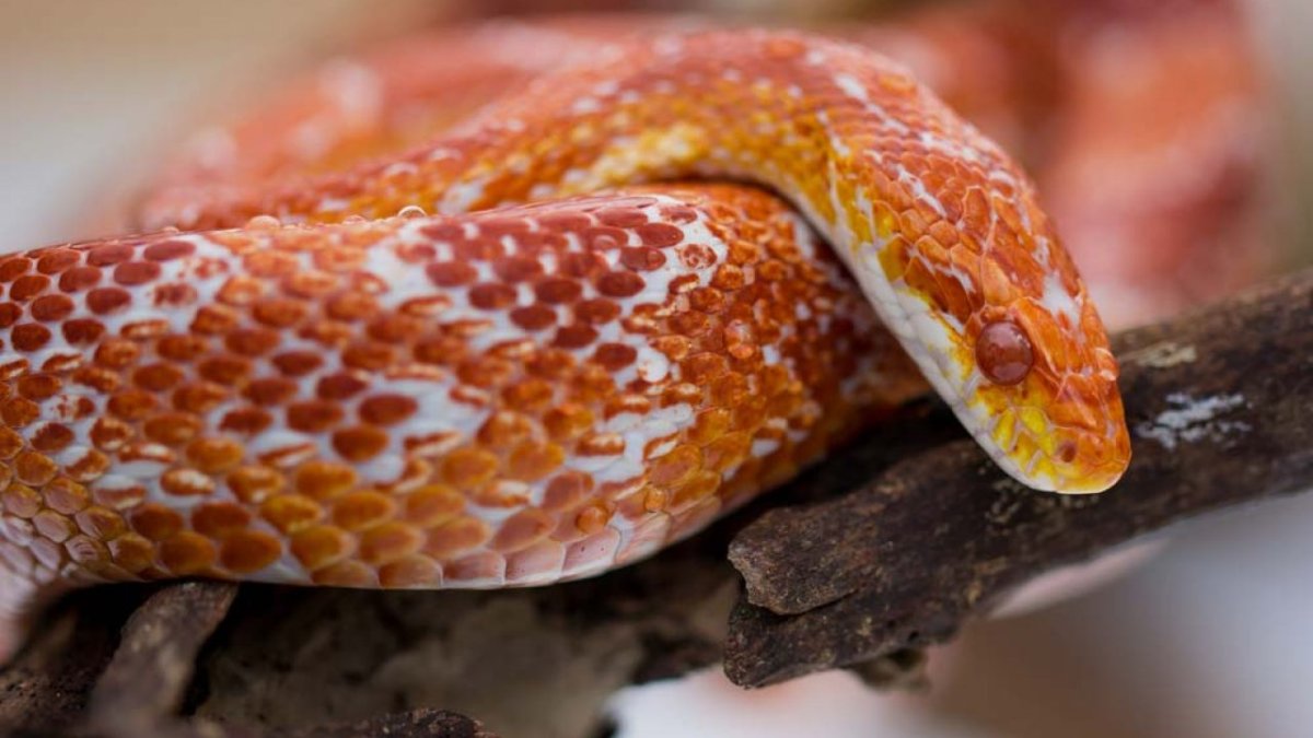 Змея маисовый полоз