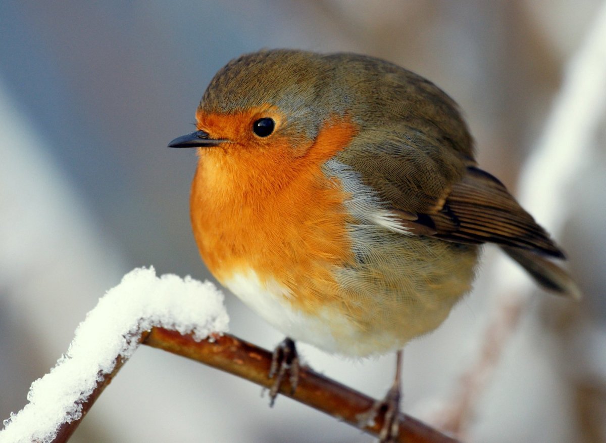 Полоз птица