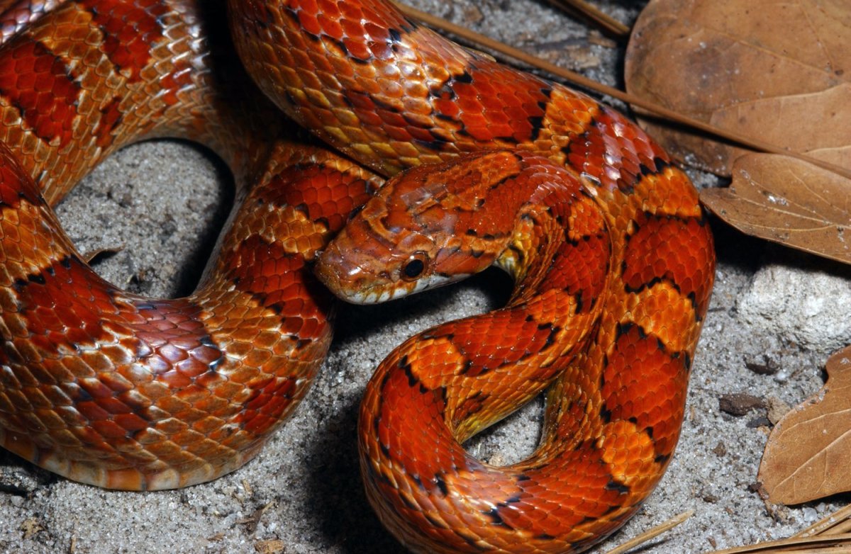 Белогубый полоз