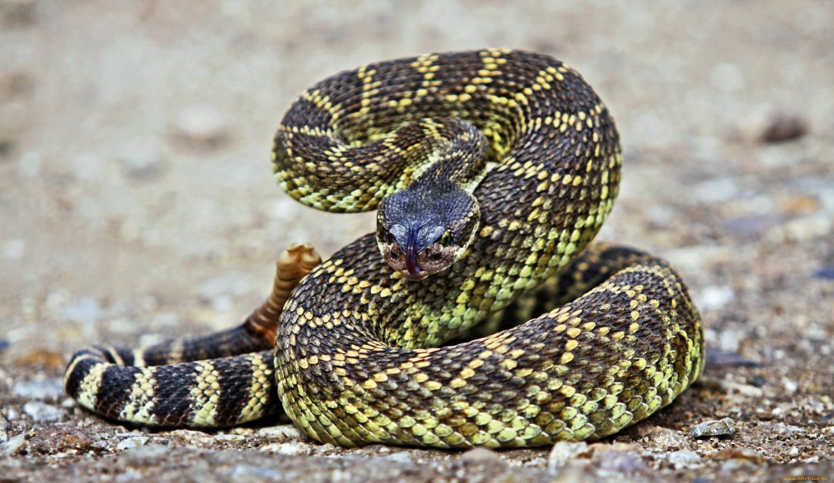 Змея обвилась вокруг