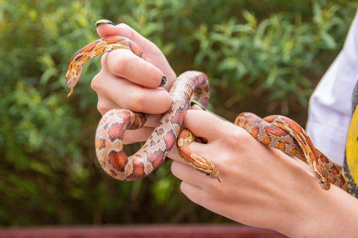 Калифорнийская подвязочная змея