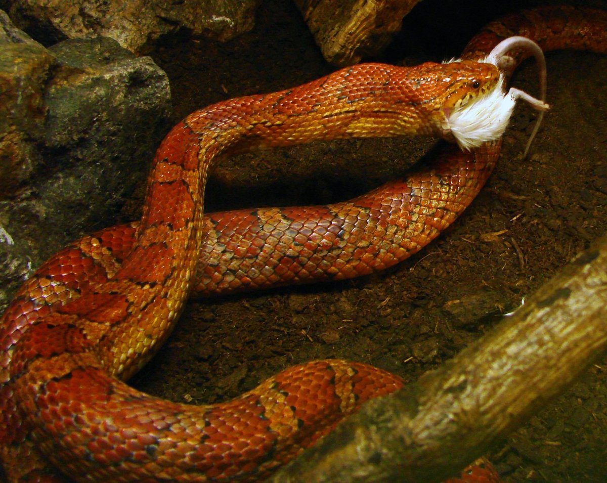 Плетевидный полоз