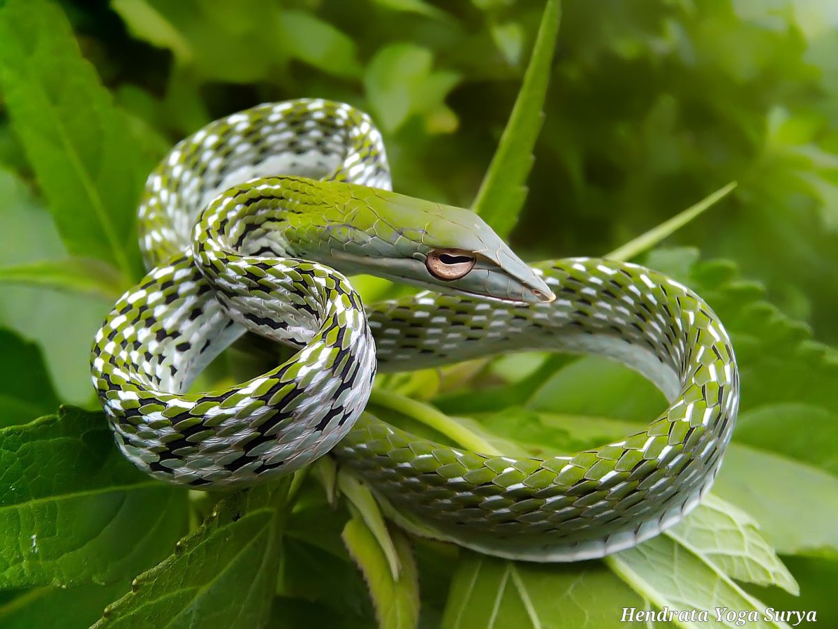 Варан и змея