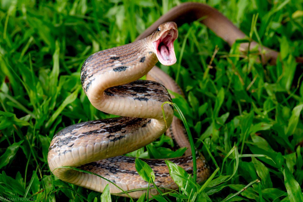 Королевская гадюка