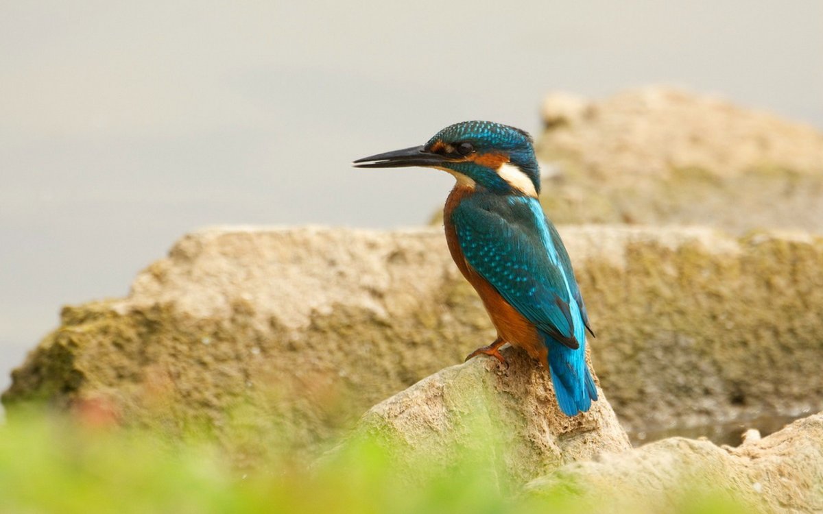 Зимородок обои на рабочий стол