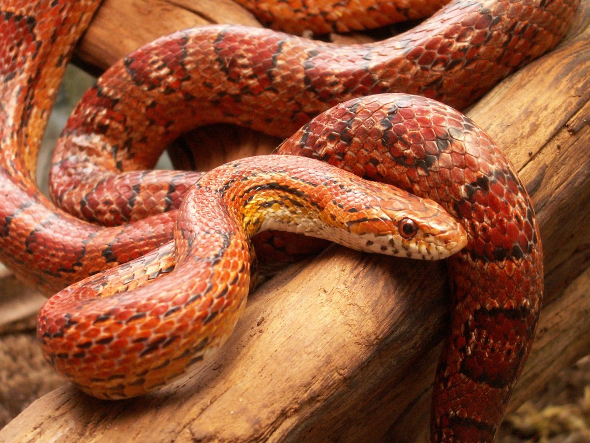 Змеи маисовый полоз