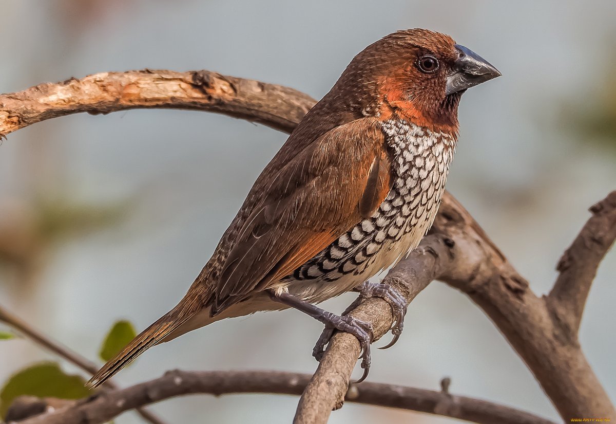Полоз змея шашечный