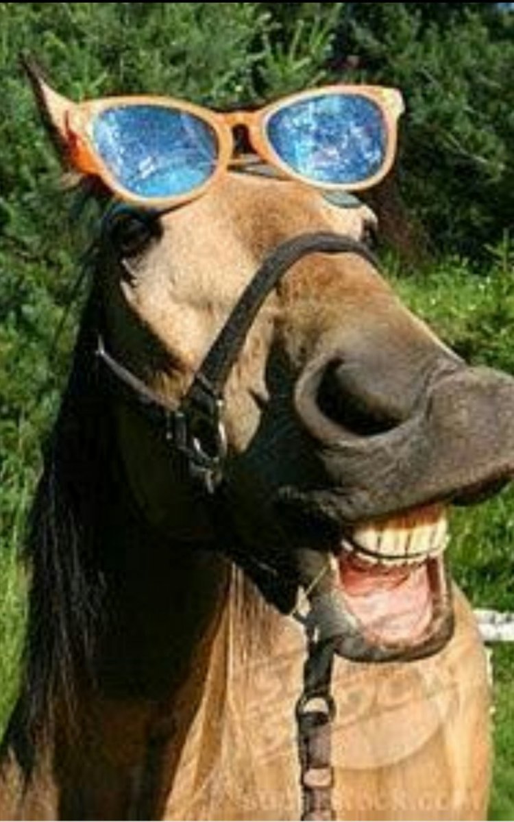 Лошадиный хвост смешно