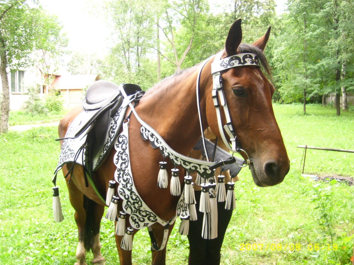 Профиль лошади взгляд вверх