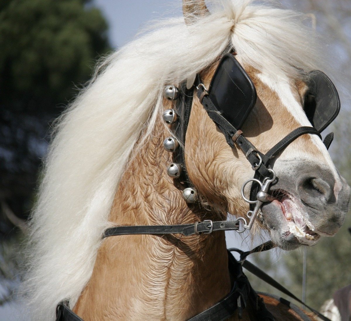 Шоры лошади Англия 19 век