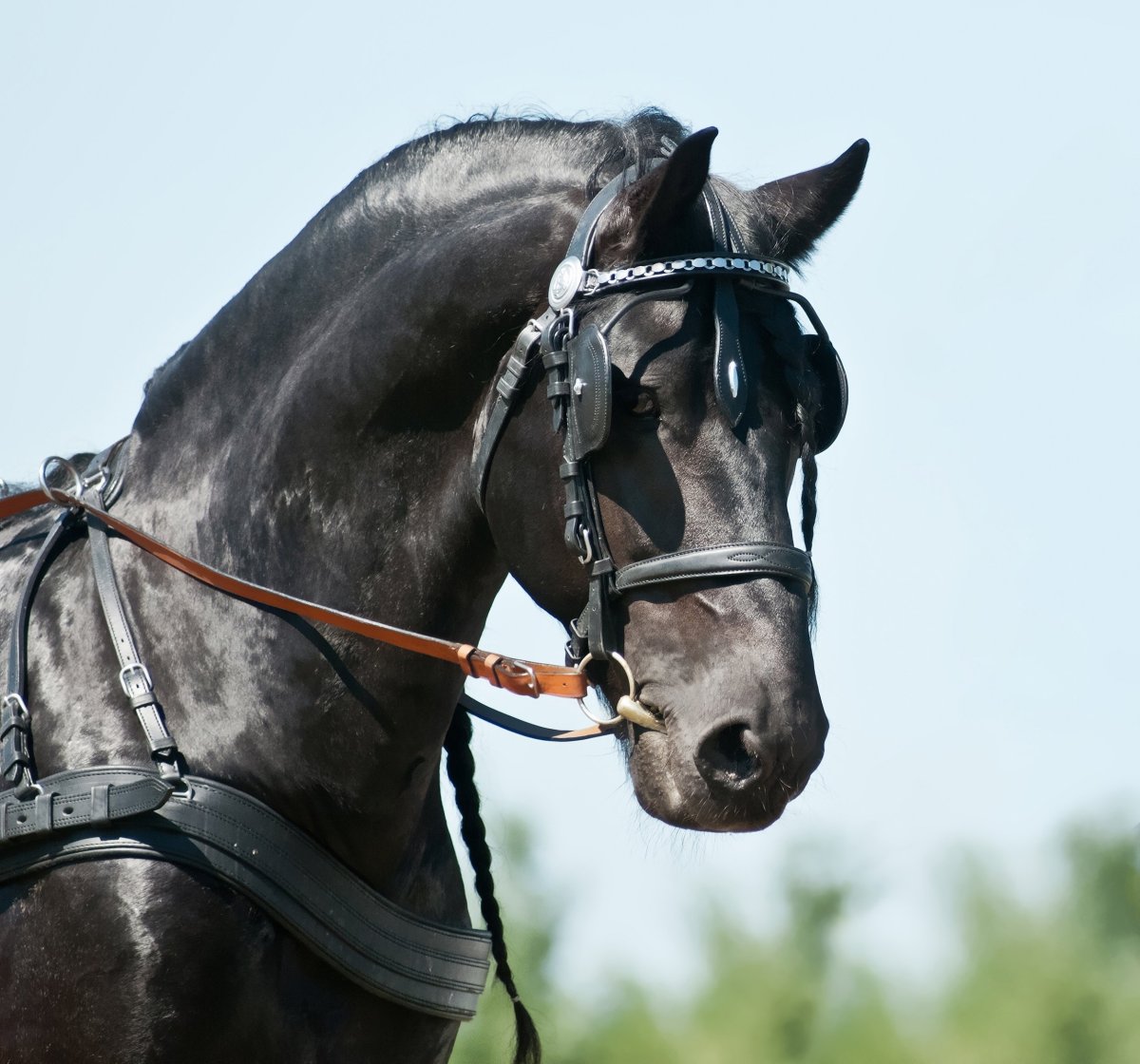 Конская сбруя уздечка