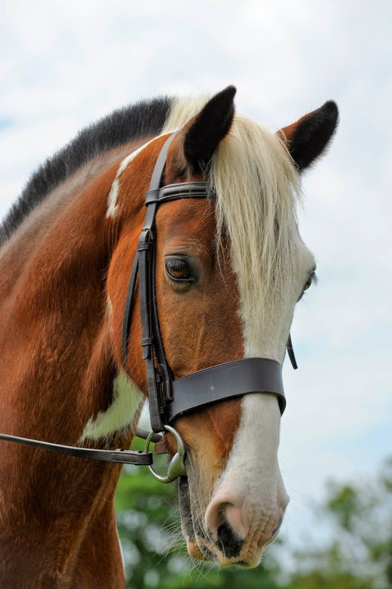 Лошадь с закрытыми глазами