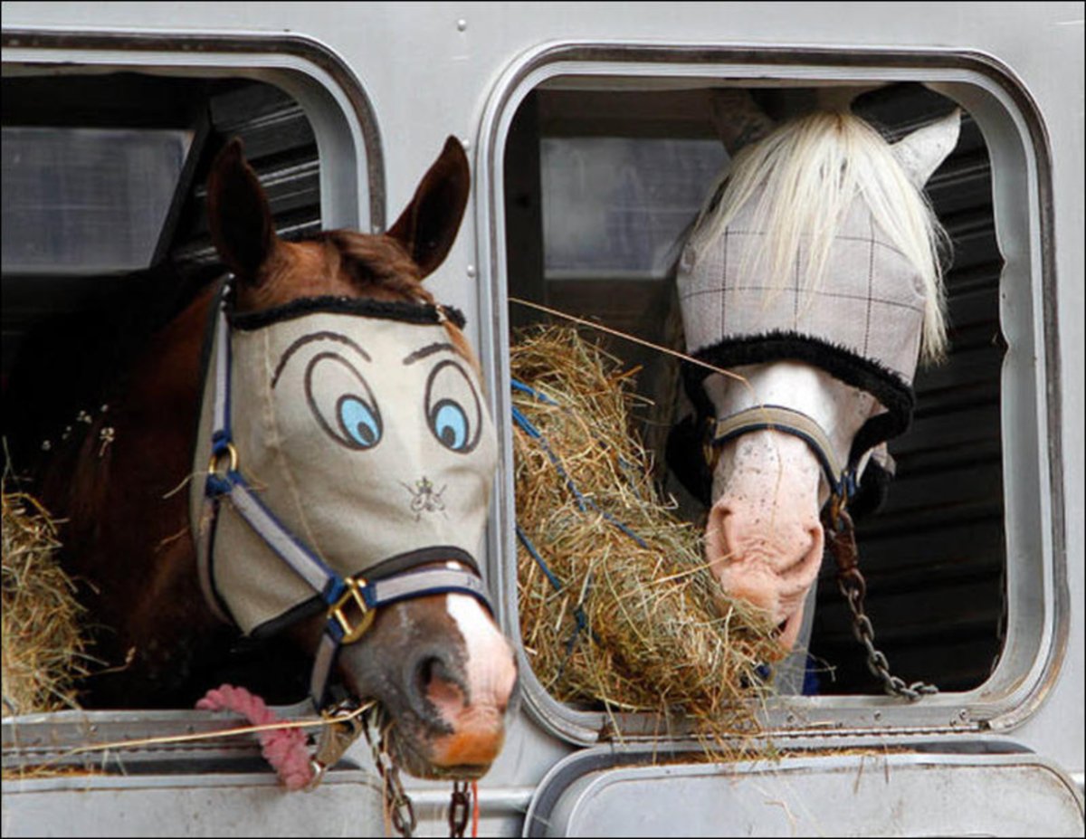Лошадь без глаз