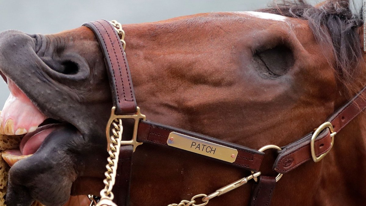 Лошадь без глаз