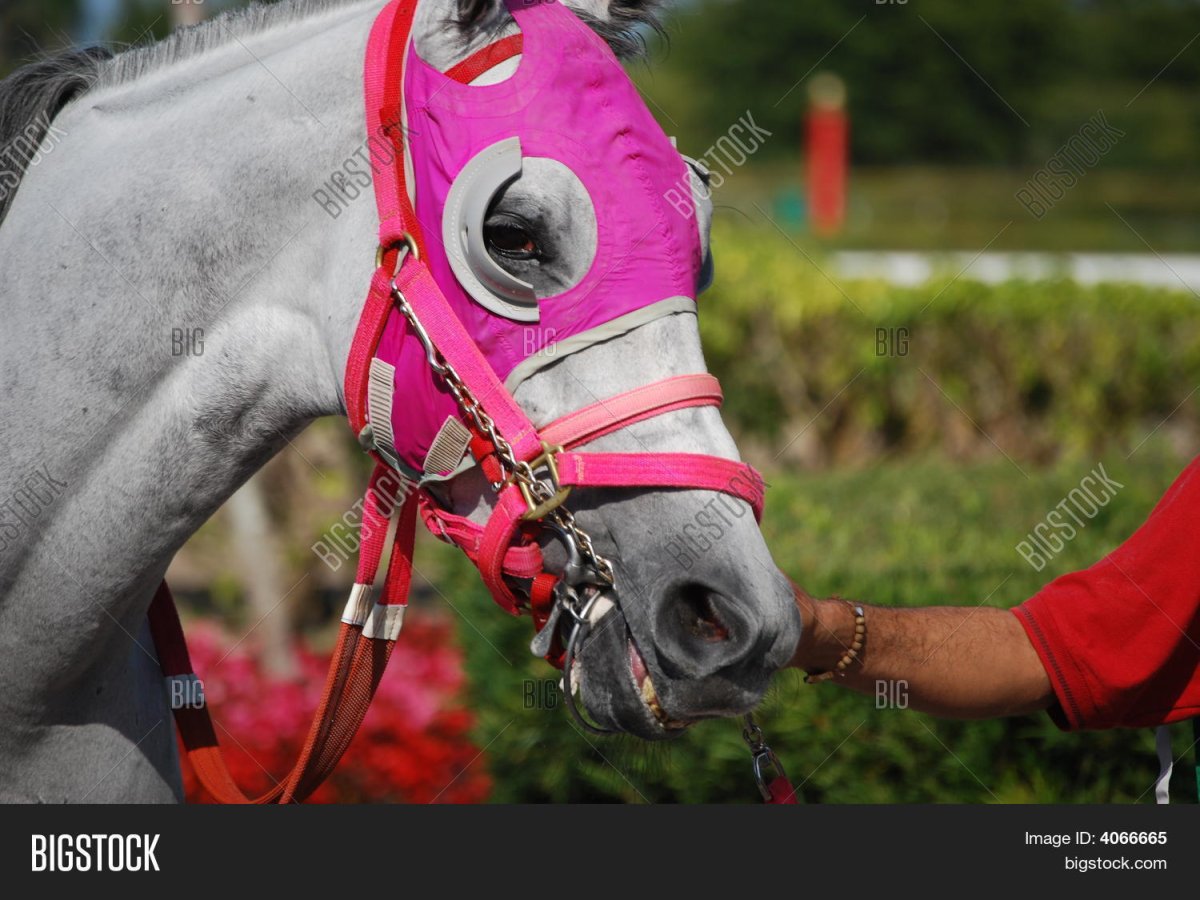 Лошадь прикол