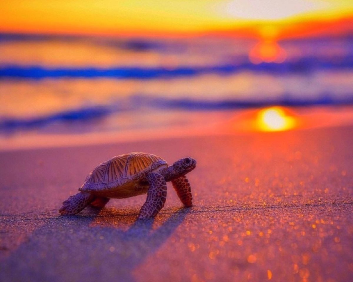 Морская черепаха