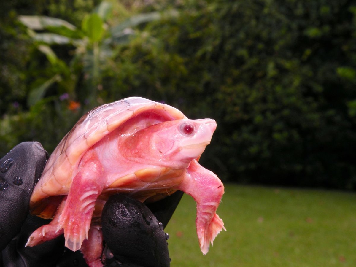 Розовая черепаха