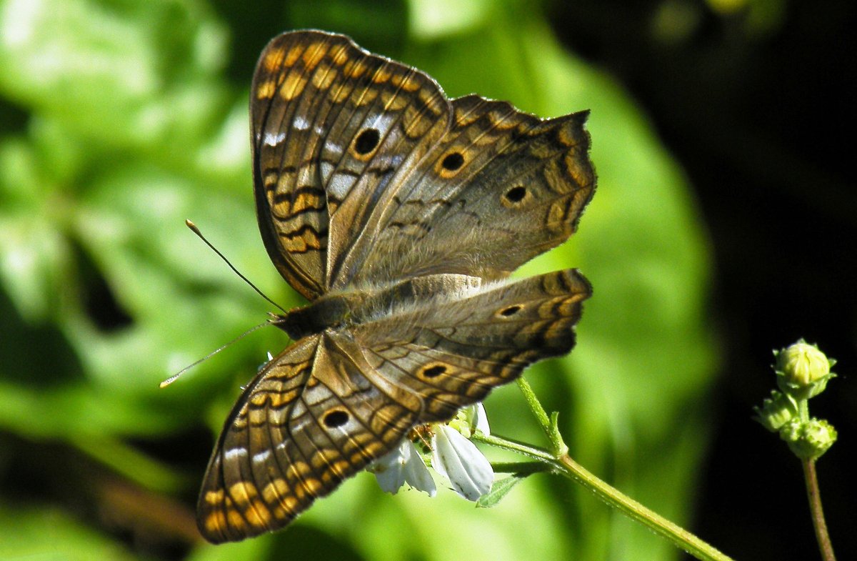 Корсиканский парусник бабочка