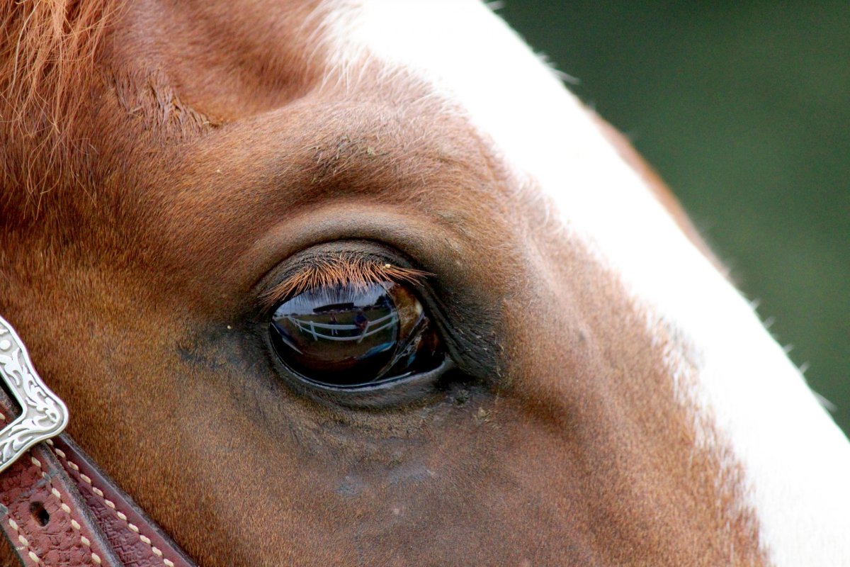 Лошадь с закрытыми глазами