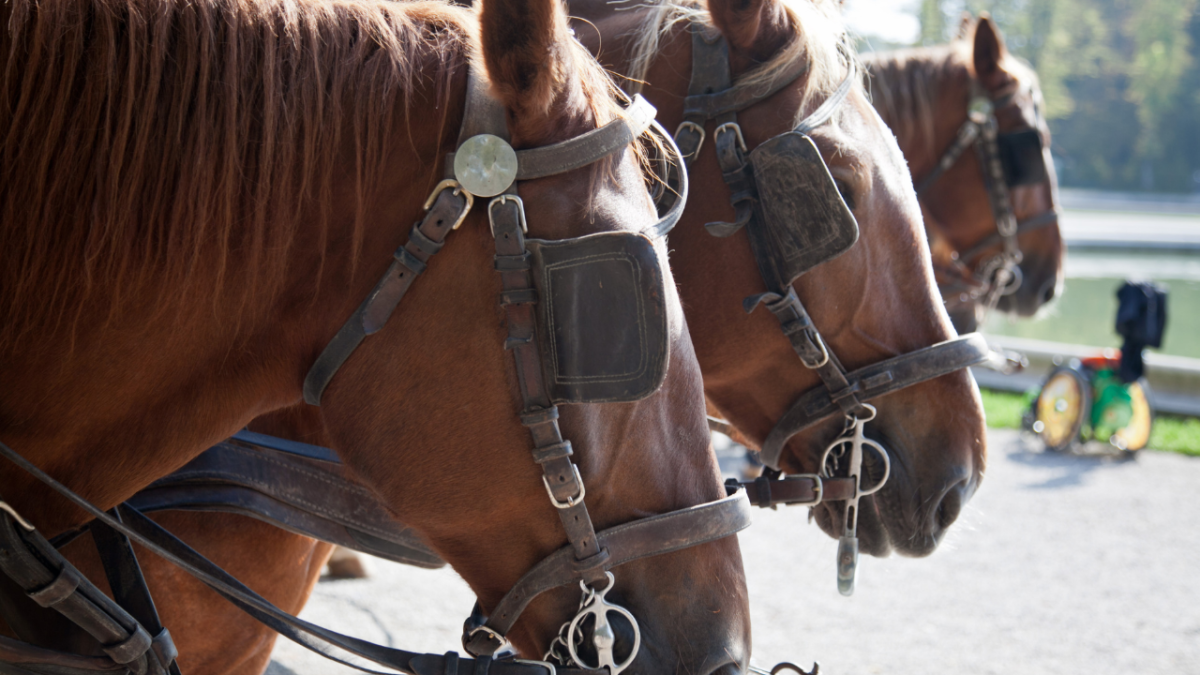 Взгляд лошади