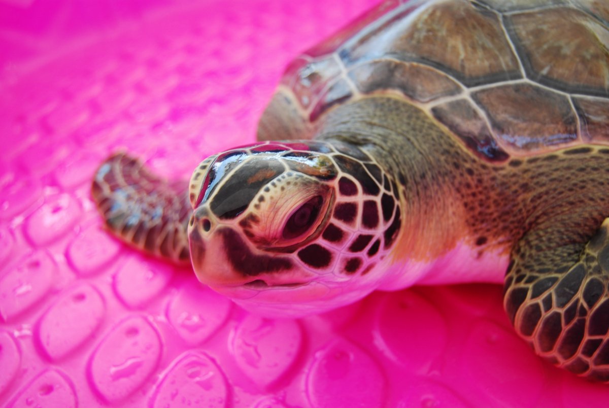 Морская черепаха