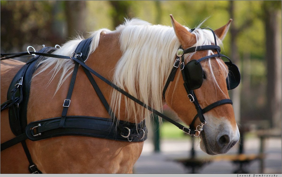 Конь без глаз