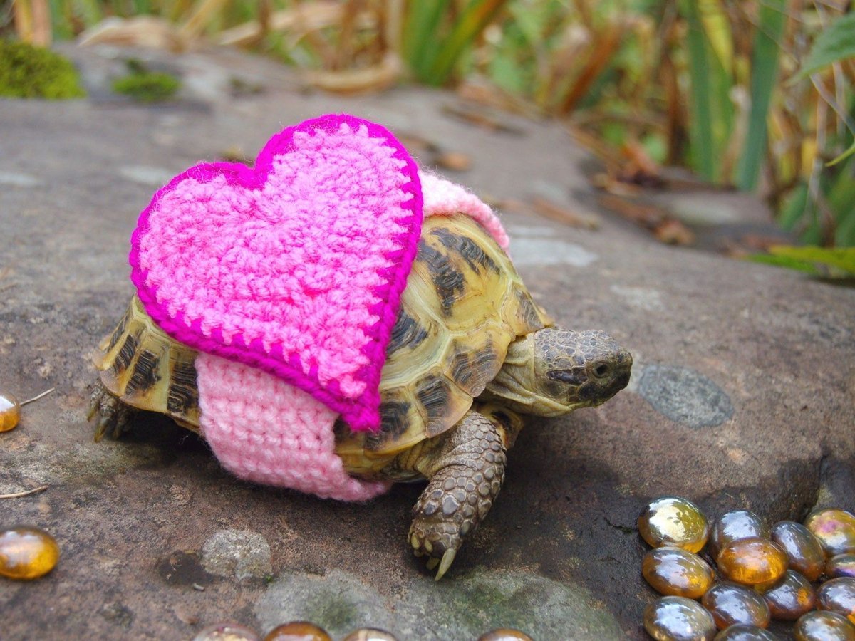 Самые милые черепахи