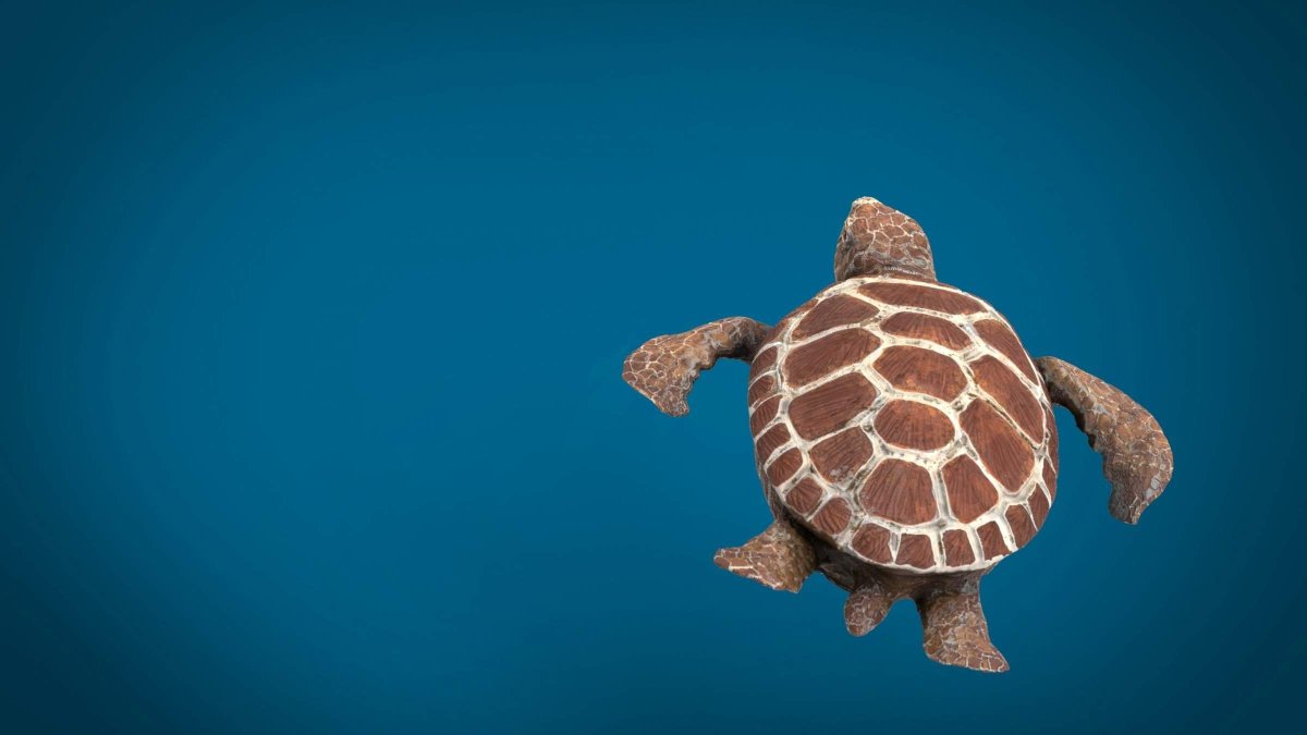 Черепаха на рабочий стол