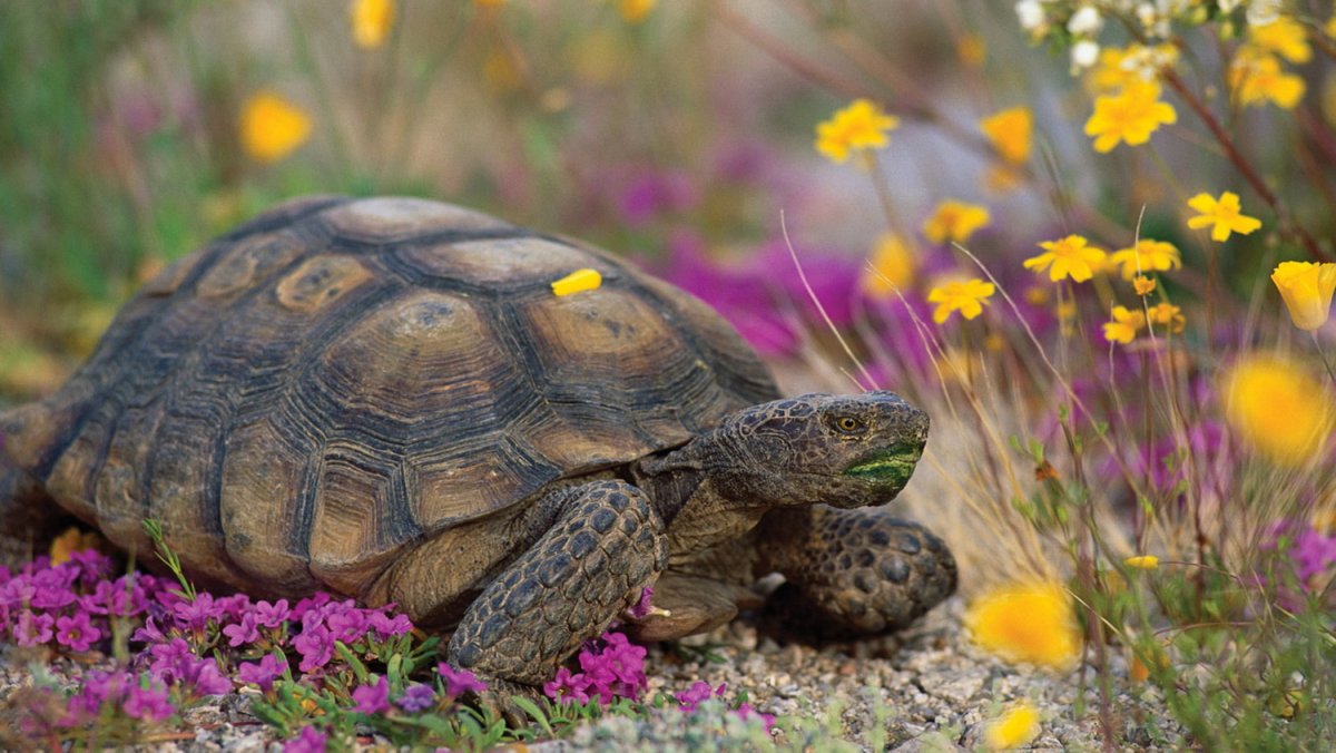 Черепахи в Черногории