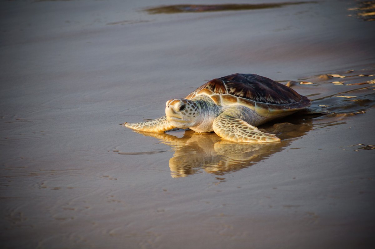 Красивые черепахи