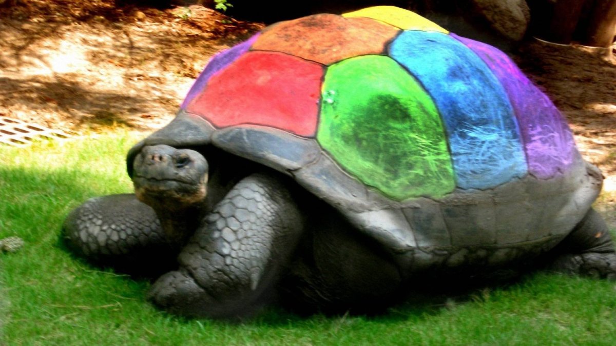 Черепаха большая