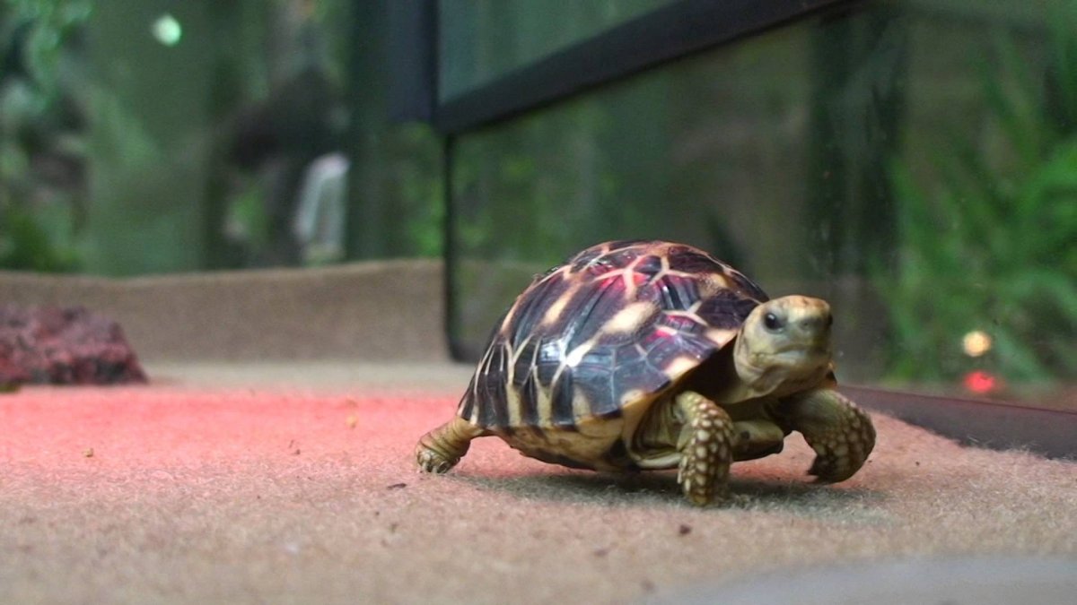 Черепаха милая