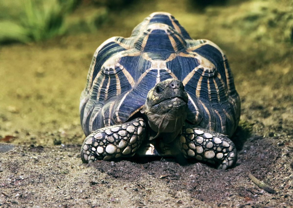 Мадагаскарская Лучистая черепаха