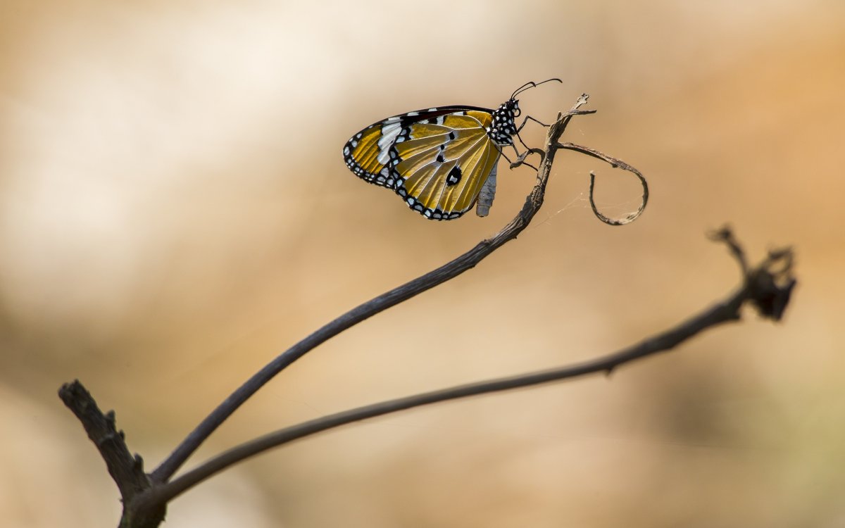 Бабочка сидит