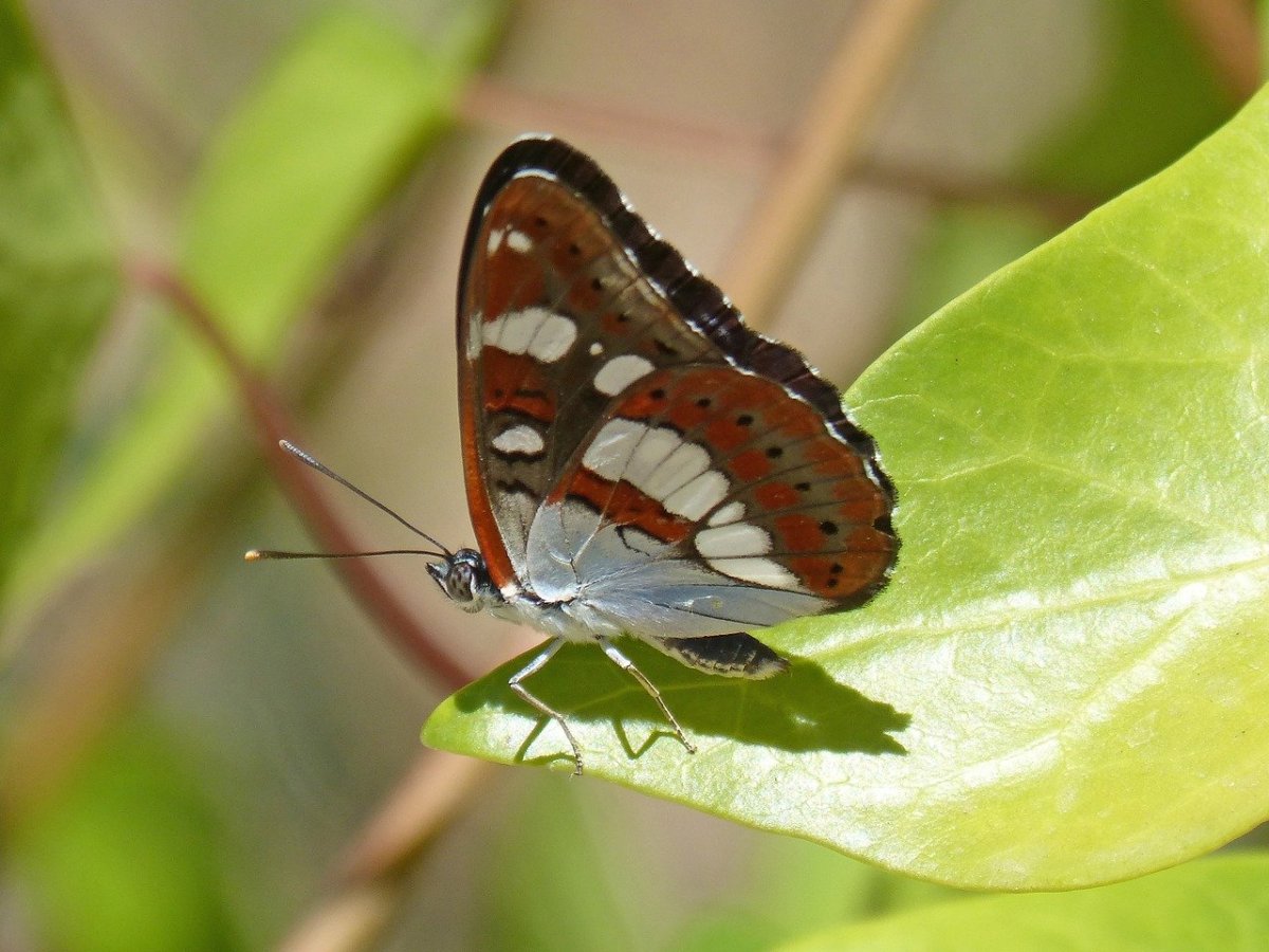 Ленточница красная