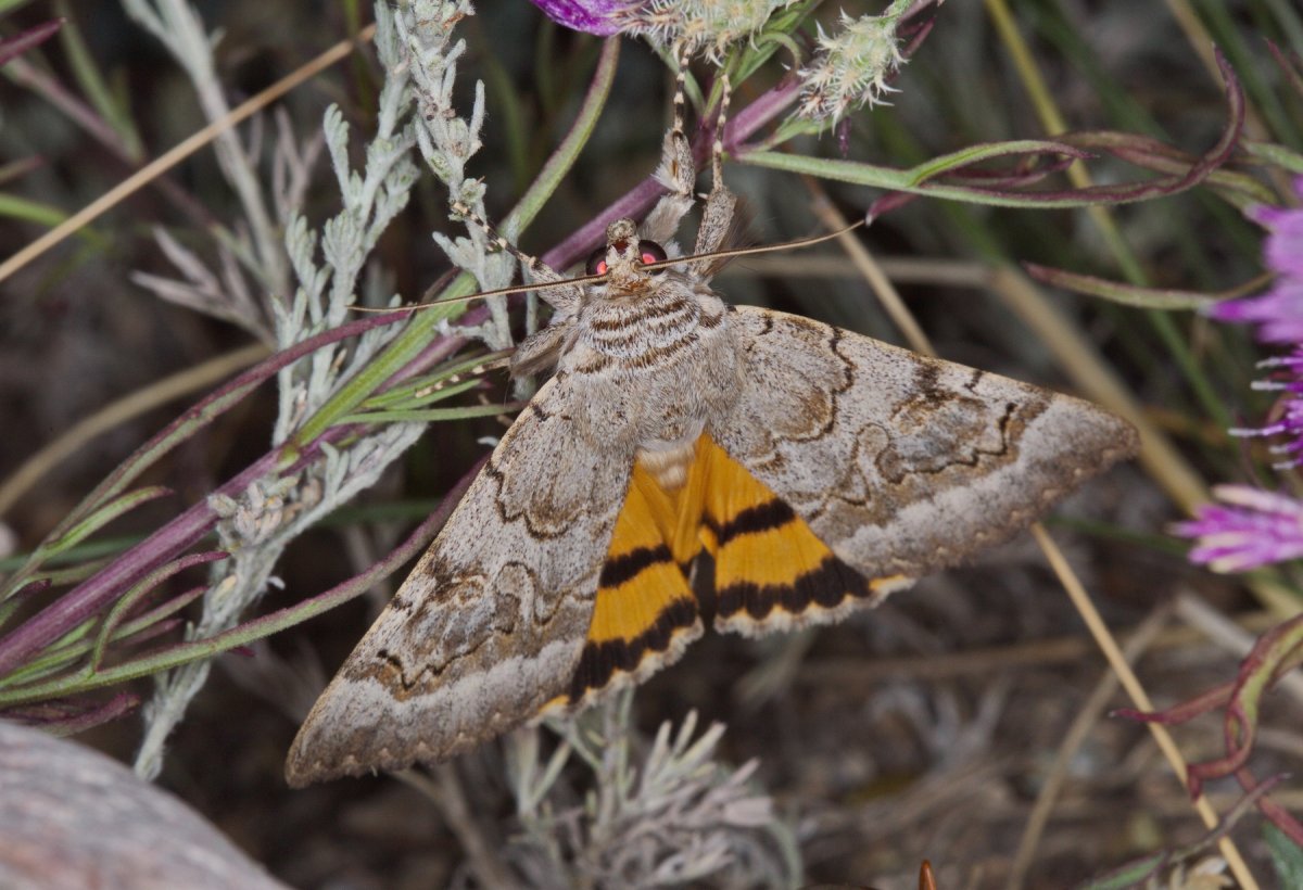 Ленточница Мольтрехта