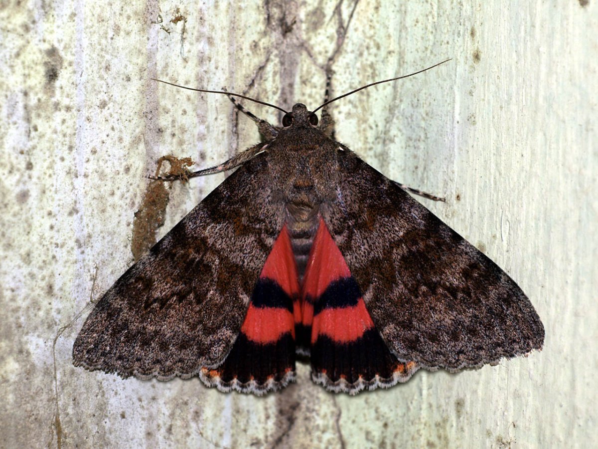 Ленточница Ивовая