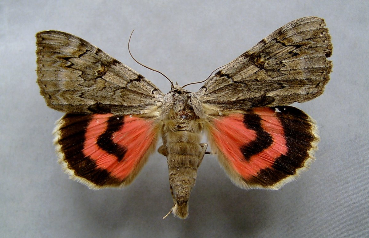 Ивовая Ленточница бабочка