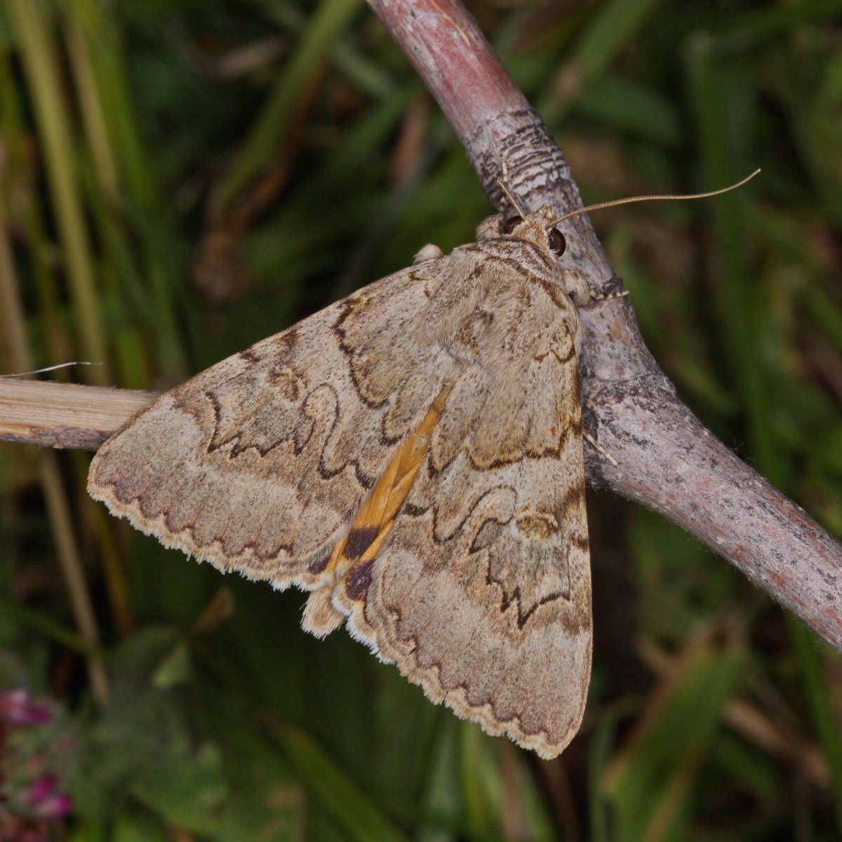 Лента орденская малиновая Catocala Sponsa