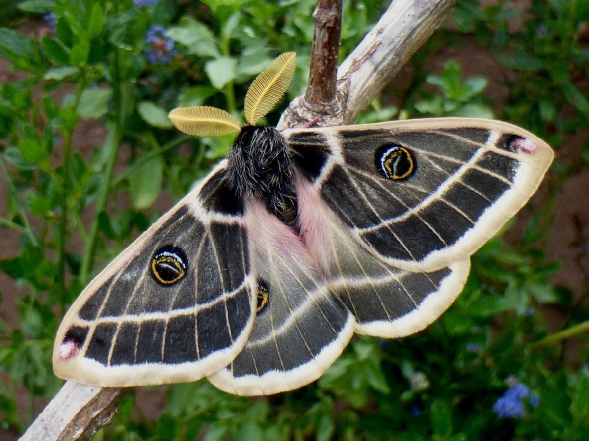 Ивовая волнянка