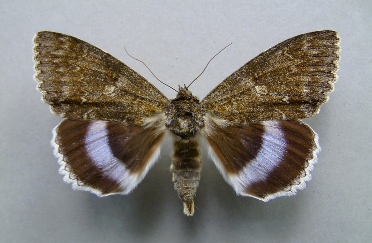 Ночная бабочка голубая орденская лента