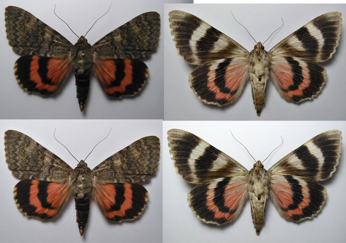 Красивая орденская лента